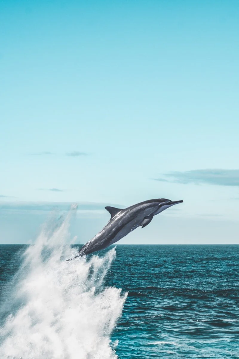 Paint By Numbers | Dolphin - Dolphin Jumping On Sea During Daytime