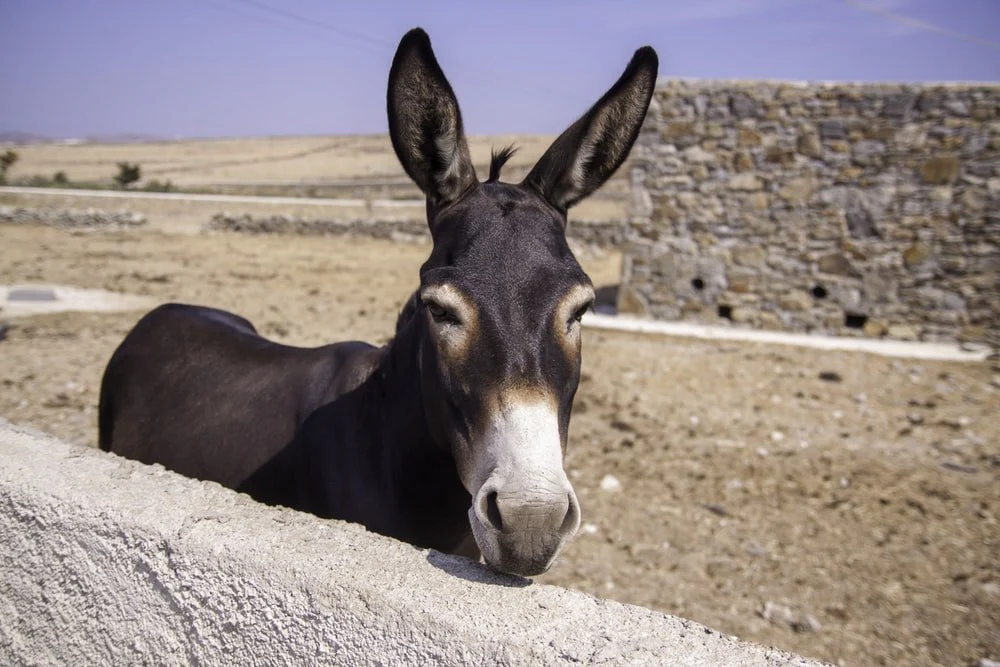 Paint By Numbers | Mule - Donkey Standing Beside Concrete Wall