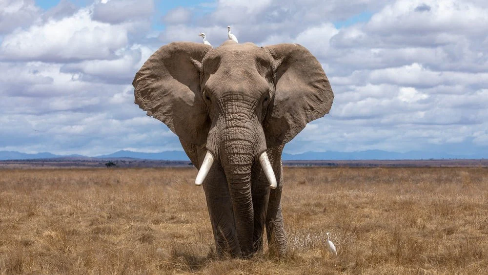 Paint By Numbers | Elephant - Elephant Walking During Daytime