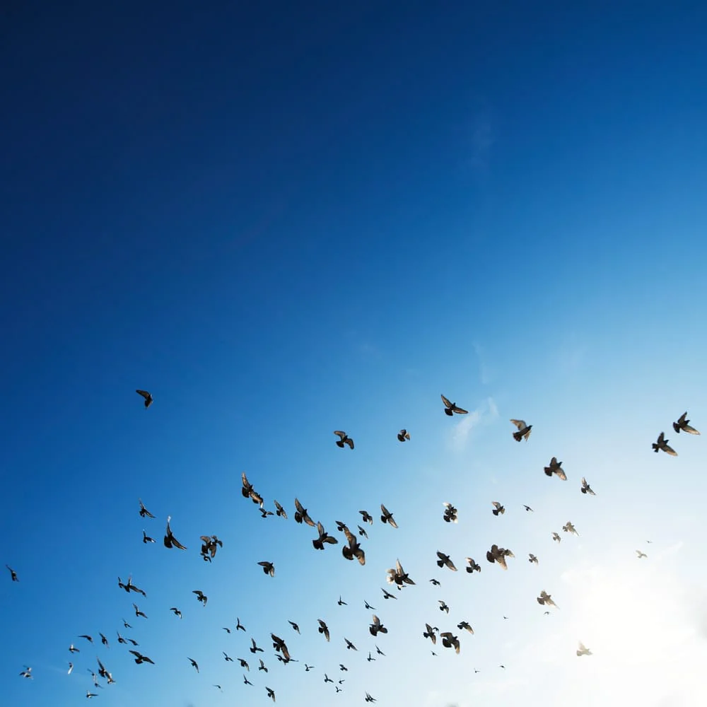 Paint By Numbers | Bird - Flock Of Bird Flying In Sky
