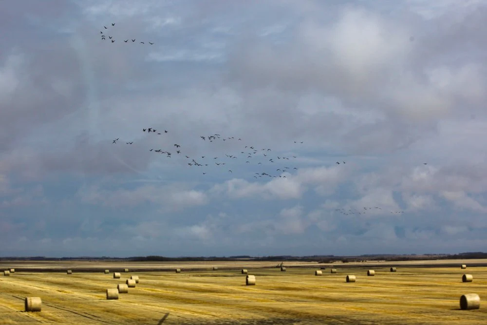 Paint By Numbers | Flock Of Birds Flying Over Brown Field During Daytime