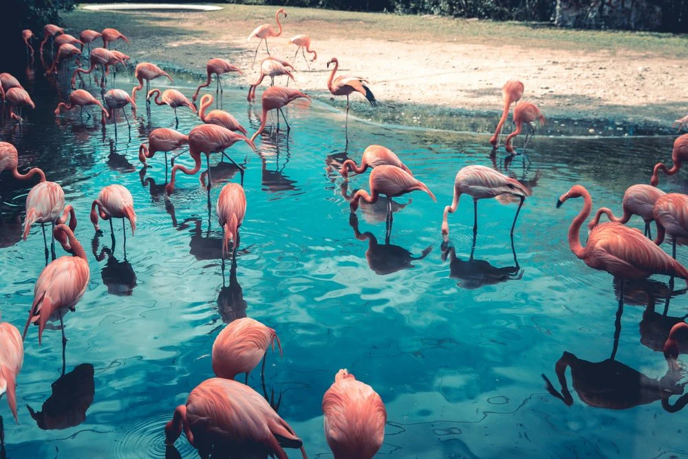 Paint By Numbers | Flamingo - Flock Of Flamingo On Body Of Water