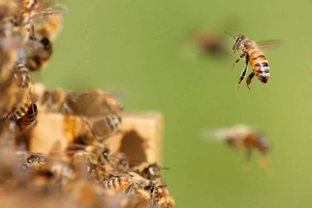 Paint By Numbers | Bee - Flying Bee