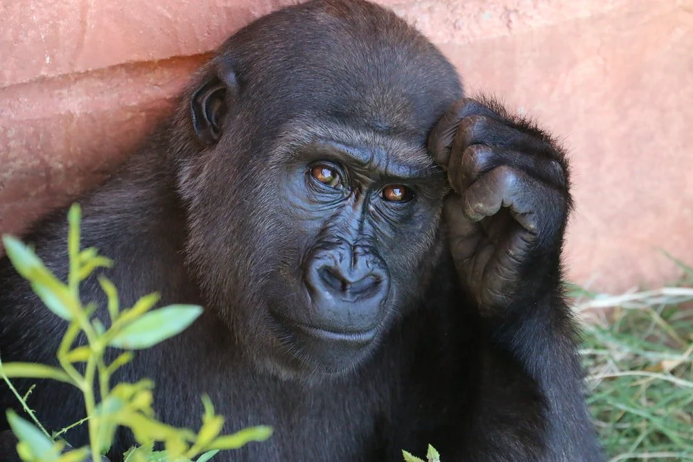 Paint By Numbers | Chimpanzee - Gorilla