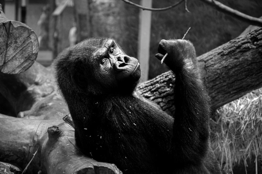 Paint By Numbers | Ape - Gorilla In Gray Scale Photography