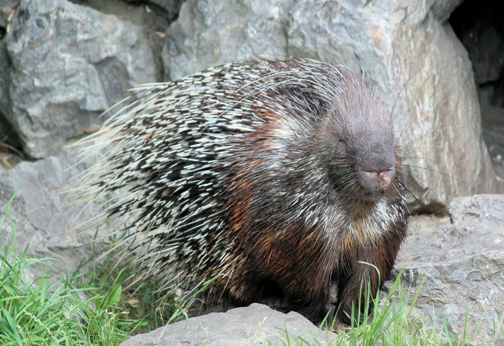 Paint By Numbers | Porcupine - Gray And Black Hedgehog