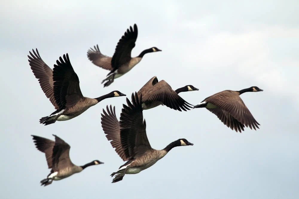 Paint By Numbers | Goose - Gray-And-Black Mallard Ducks Flying During Day Time