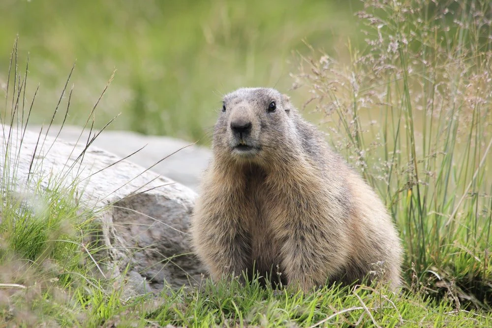 Paint By Numbers | Beaver - Gray Animal