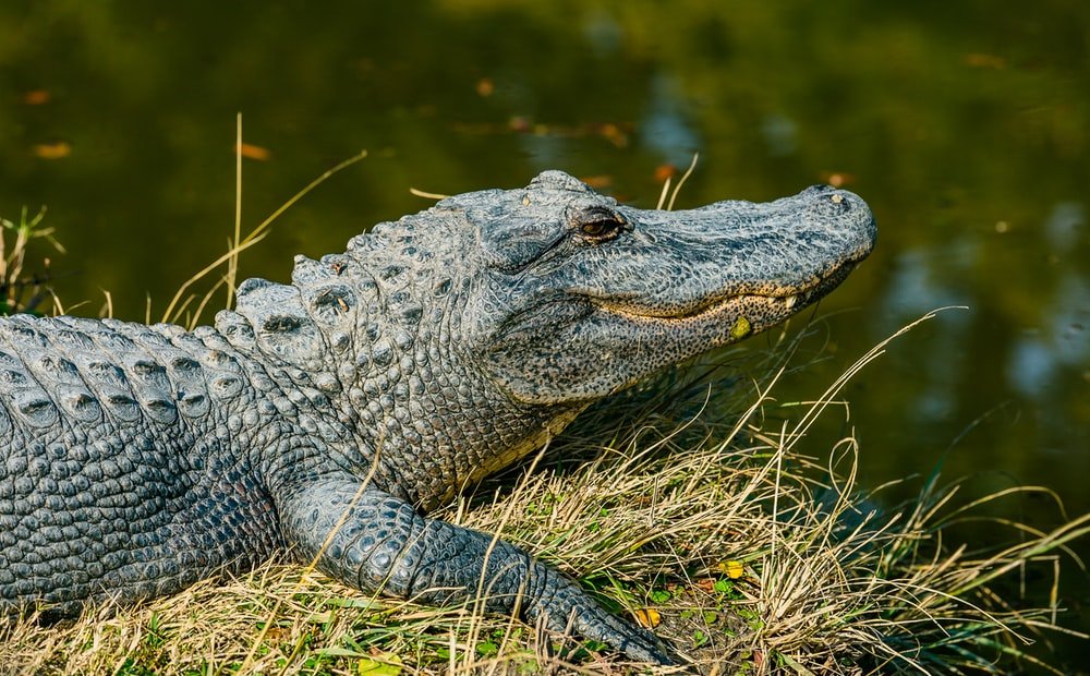 Paint By Numbers | Alligator - Gray Crocodile Near Body Of Water During Daytime