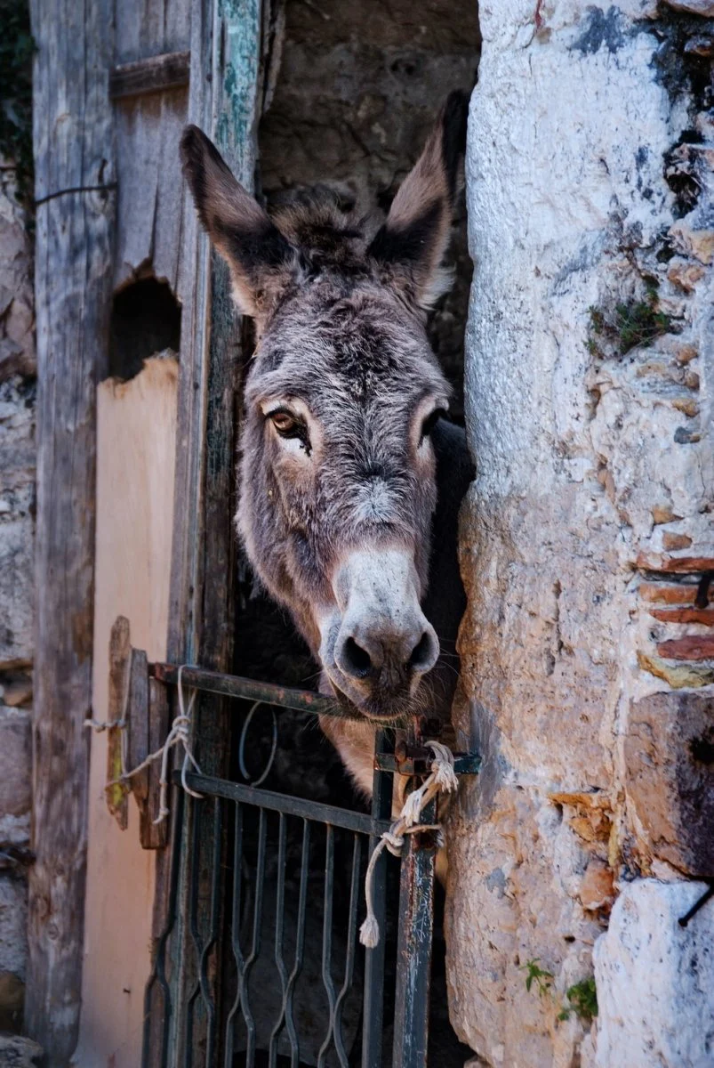 Paint By Numbers | Ass - Gray Donkey Inside Gray Concrete Cage