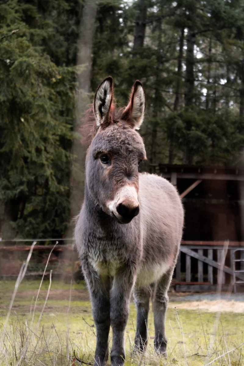 Paint By Numbers | Mule - Gray Donkey On Green Grass Field During Daytime