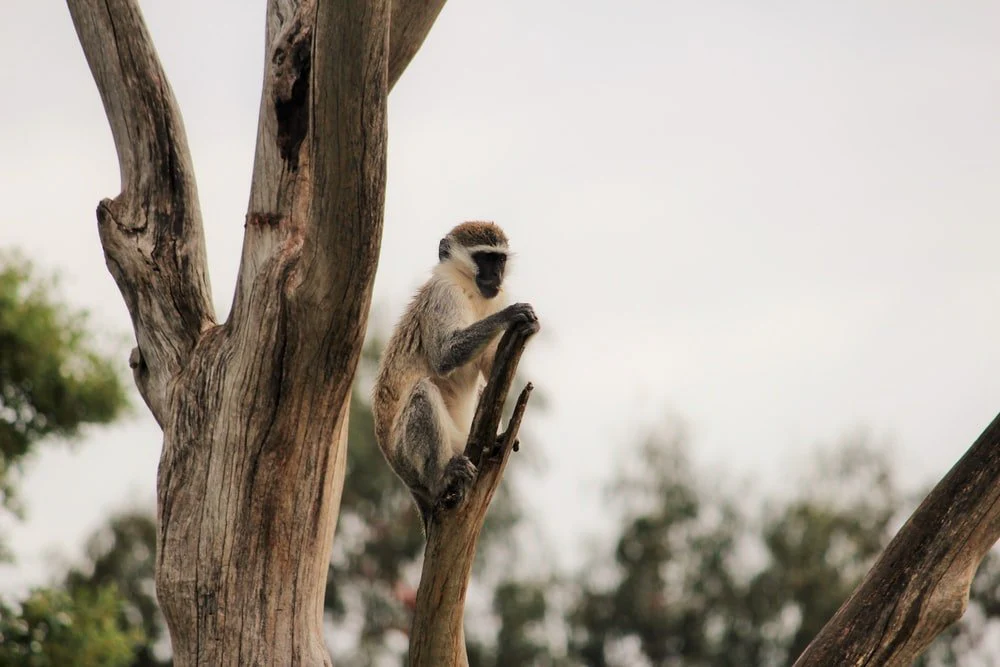 Paint By Numbers | Baboon - Gray Langur On Tree Branch