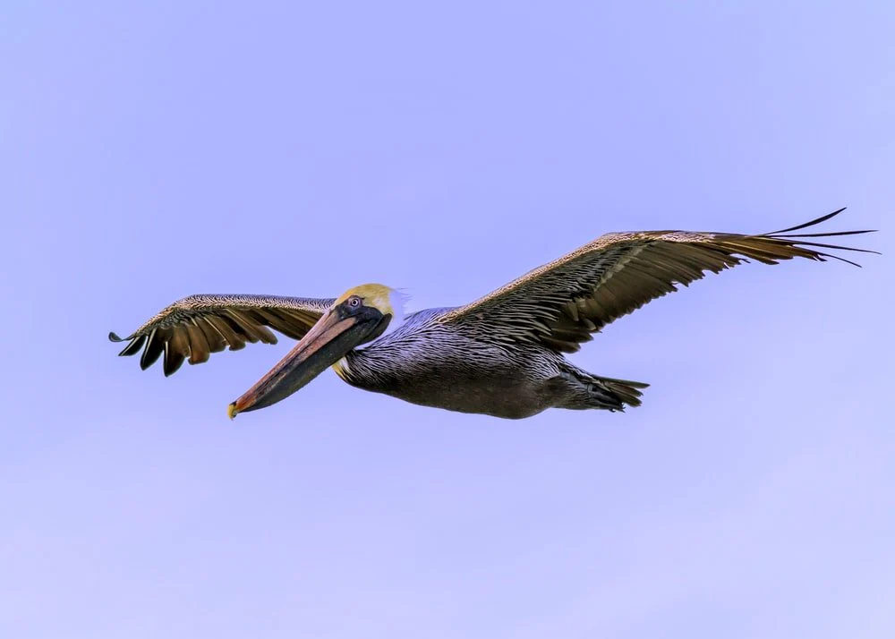 Paint By Numbers | Pelican - Gray Pelican Flying During Daytime