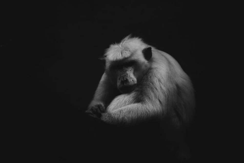 Paint By Numbers | Baboon - Grayscale Photo Of Baboon