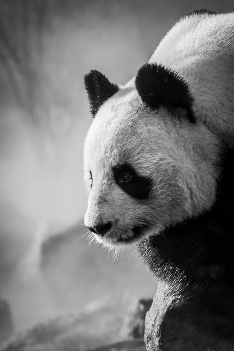 Paint By Numbers | Panda - Grayscale Photo Of Panda On Tree Branch