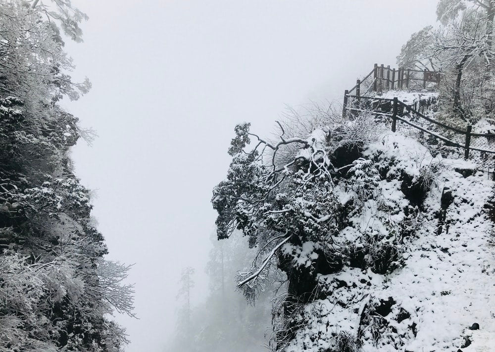 Paint By Numbers | Leshan - Grayscale Photo Of Trees