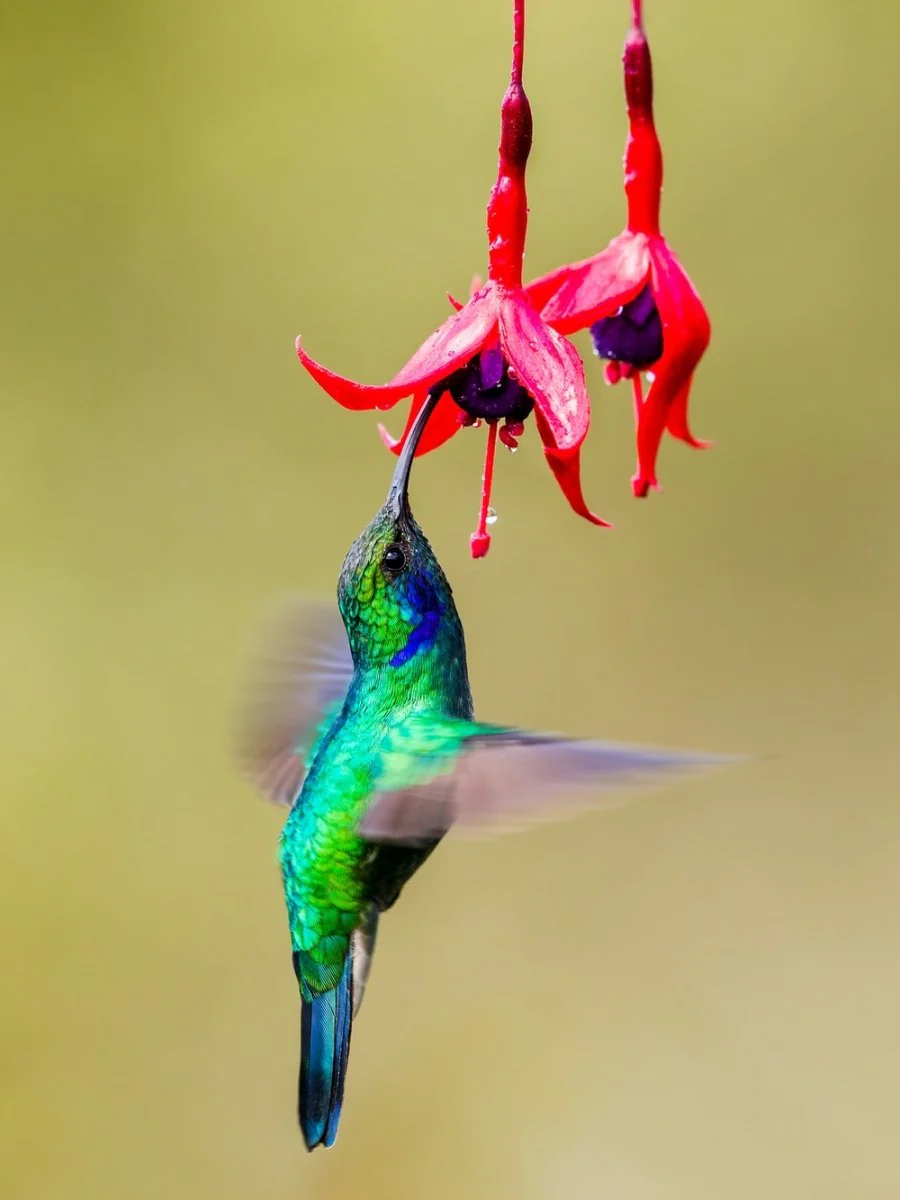 Paint By Numbers | Hummingbird - Green And Black Humming Bird Flying