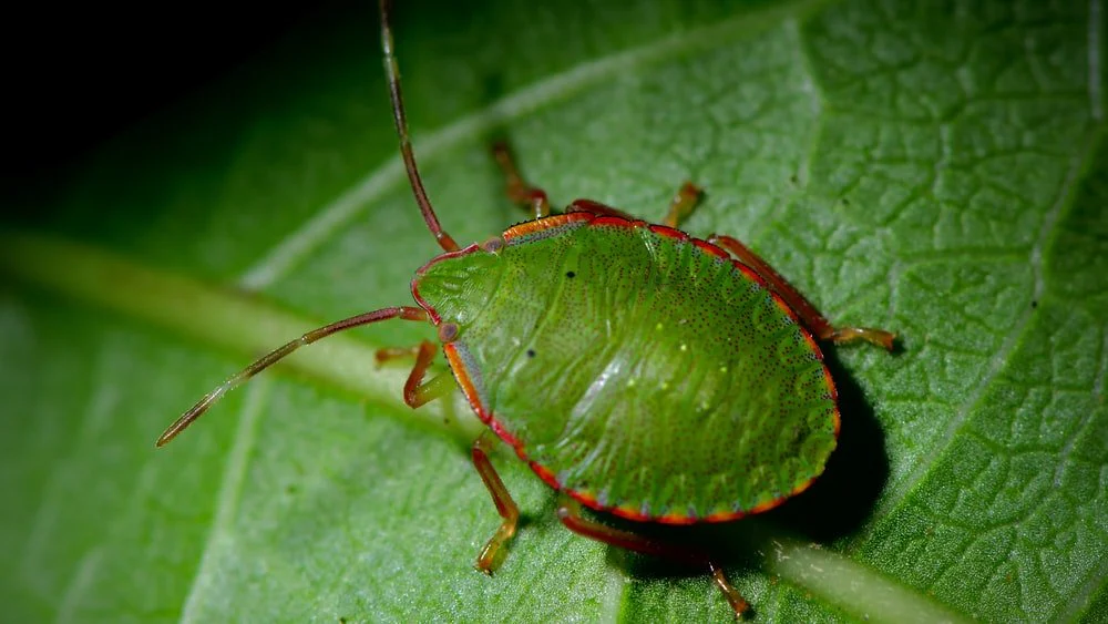 Paint By Numbers | Aphid - Green And Brown Bug On Green Leaf