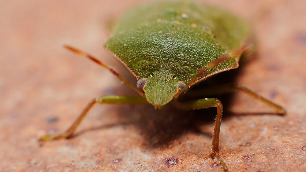 Paint By Numbers | Aphid - Green And Brown Insect On Brown And White Surface