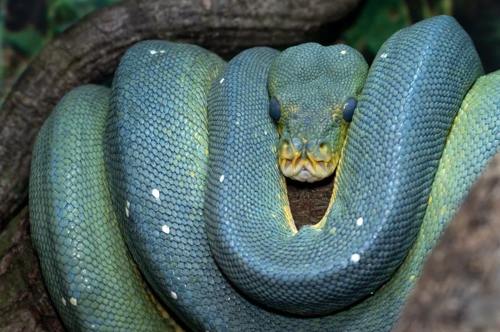 Paint By Numbers | Anaconda - Green And Brown Snake On Brown Tree Branch
