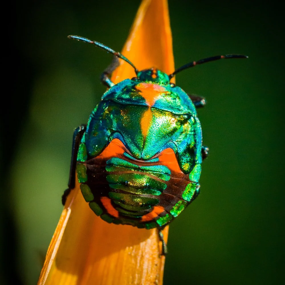 Paint By Numbers | Beetle - Green And Orange Bug