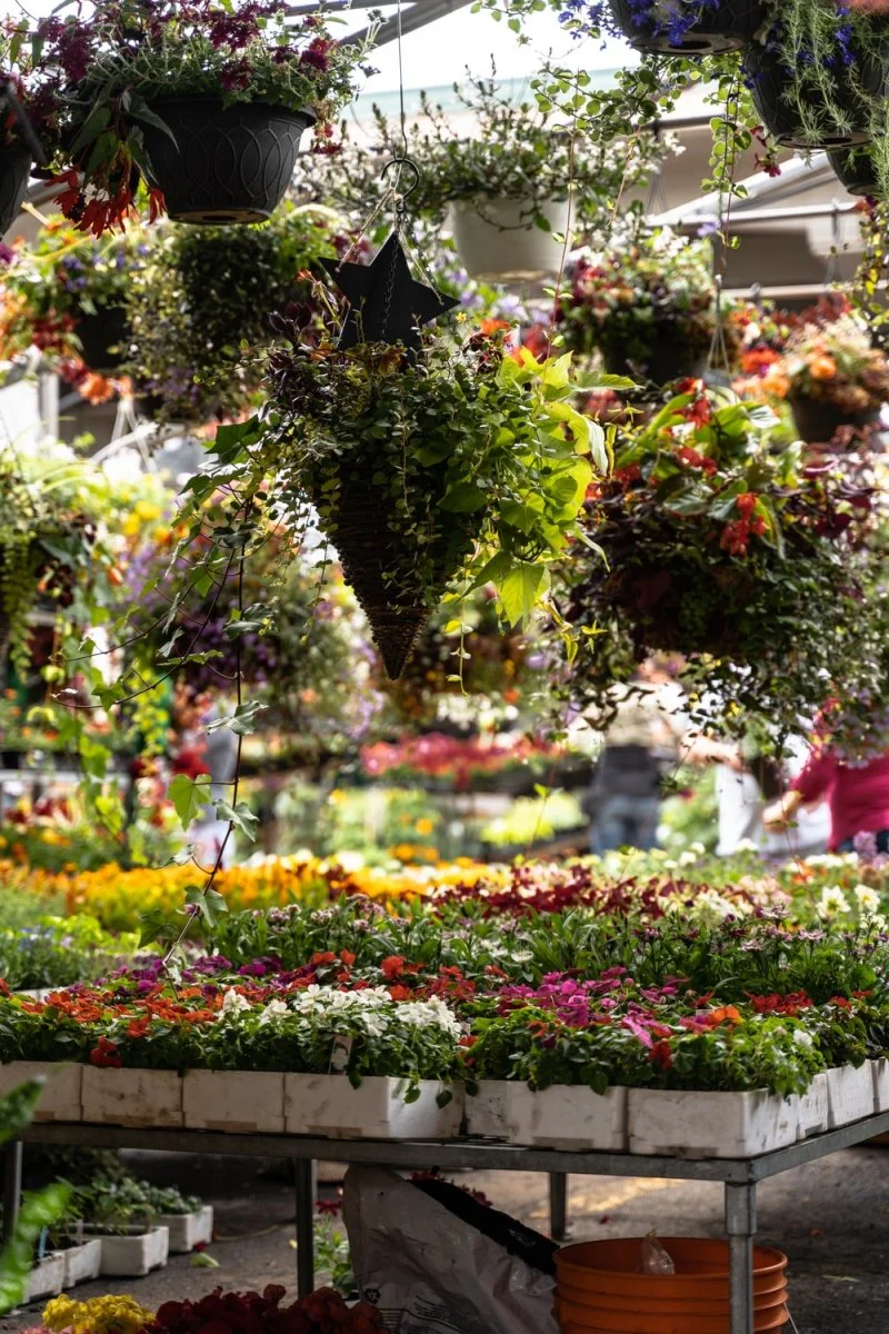 Paint By Numbers | Green And Red Flower Garden