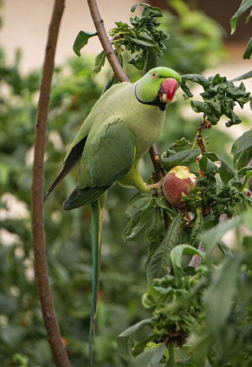 Paint By Numbers | Parrot - Green And Yellow Bird On Tree Branch
