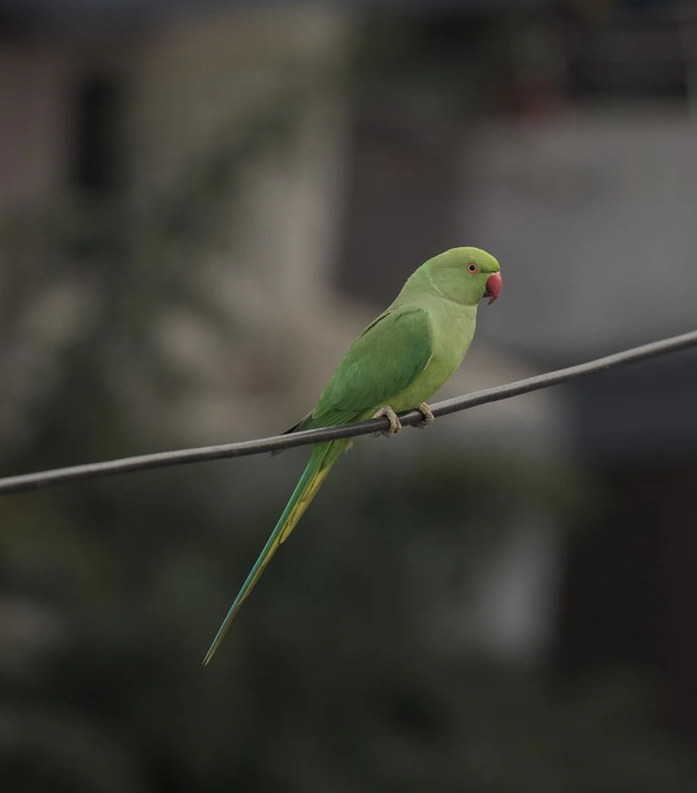 Paint By Numbers | Parrot - Green Bird On Black Wire