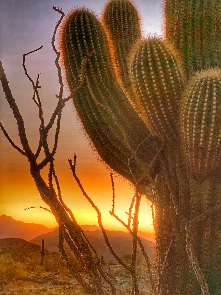 Paint By Numbers | Phoenix - Green Cactus During Golden Hour