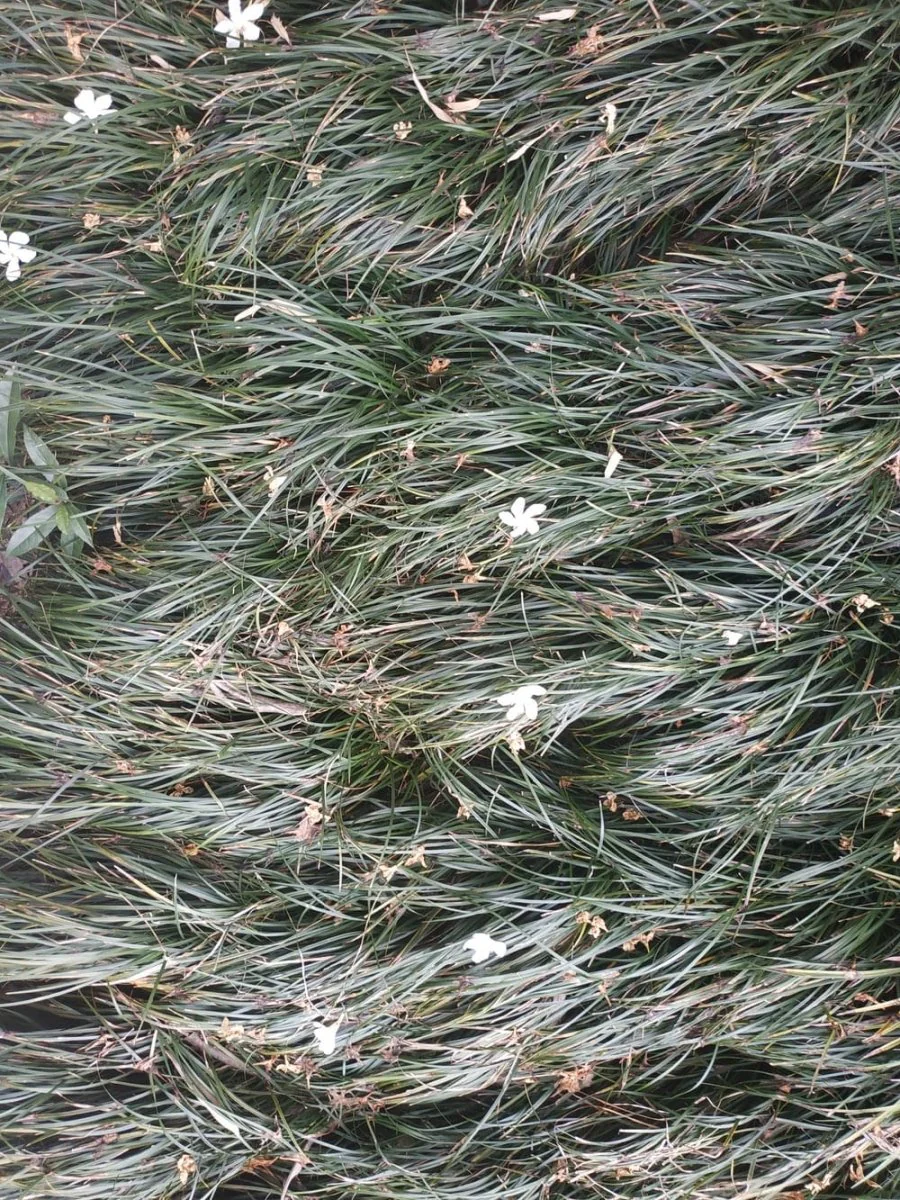 Paint By Numbers | Shiyan - Green Grass