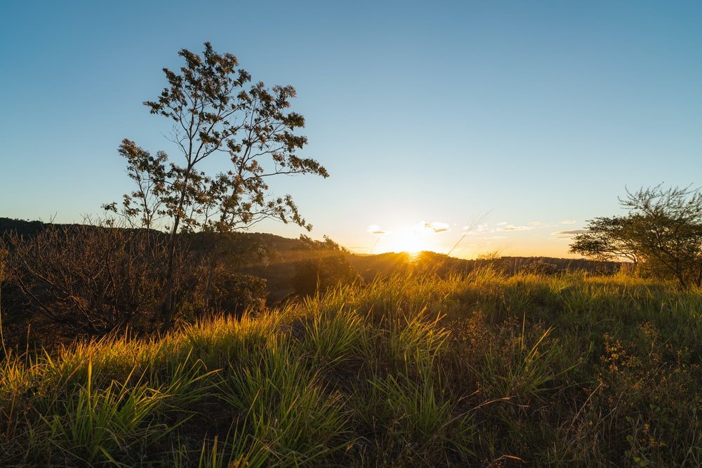 Paint By Numbers | Green Grass Field During Sunrise