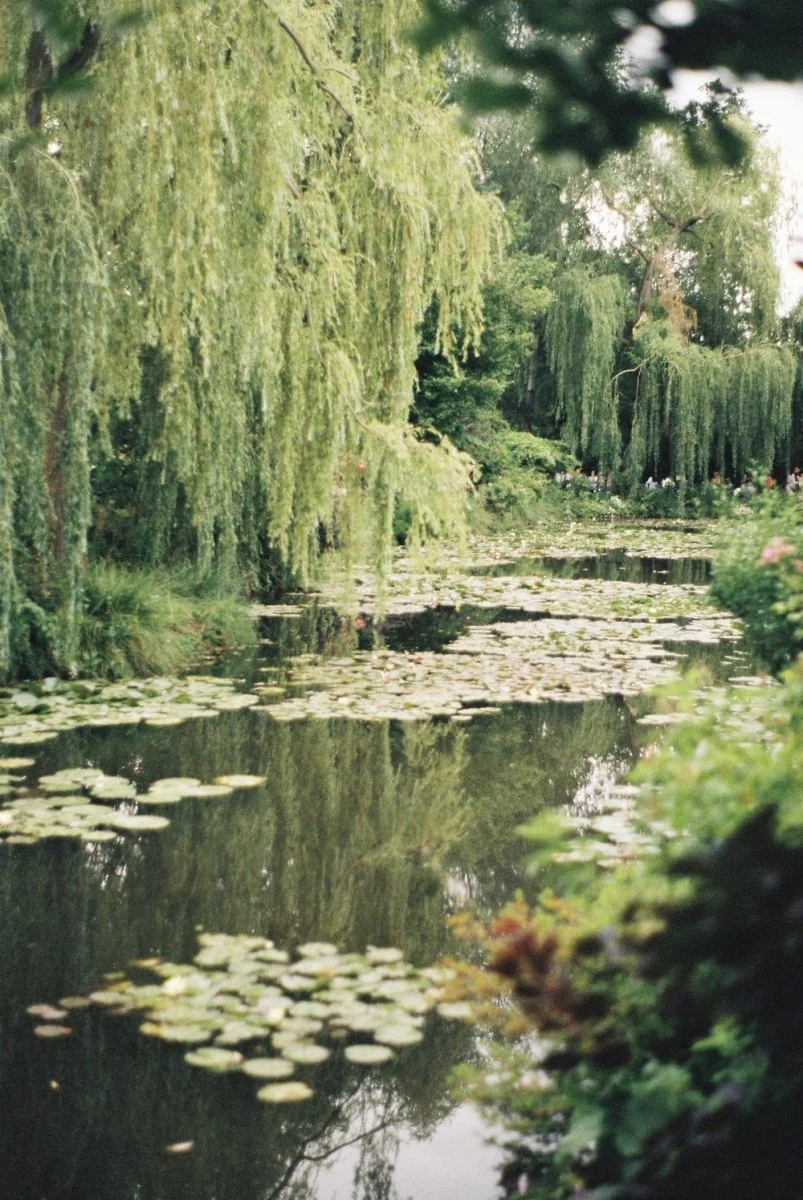 Paint By Numbers | Green Grass On Water