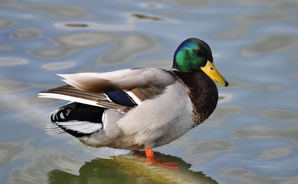 Paint By Numbers | Duck - Green, Gray, And Brown Mallard Duck In Body Of Water