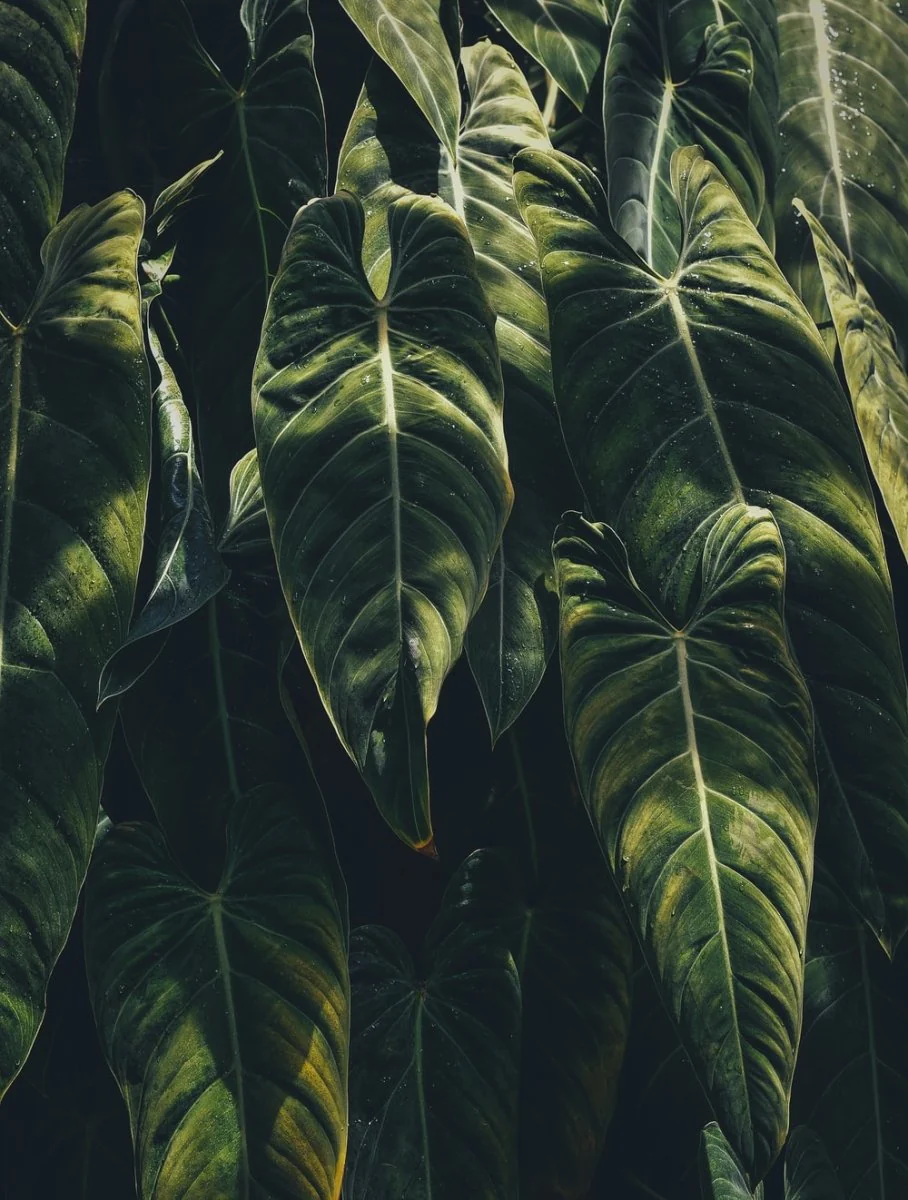 Paint By Numbers | Montréal - Green Leaf Plants