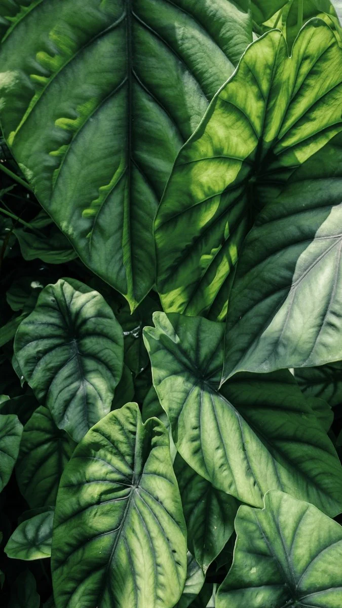 Paint By Numbers | Bangalore - Green-Leafed Plants