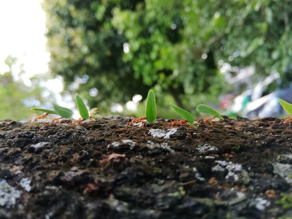 Paint By Numbers | Ant - Green Plant On Brown Soil