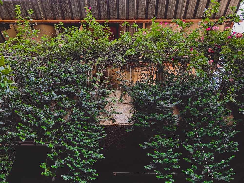 Paint By Numbers | Baghdad - Green Plants Near Brown Wooden House