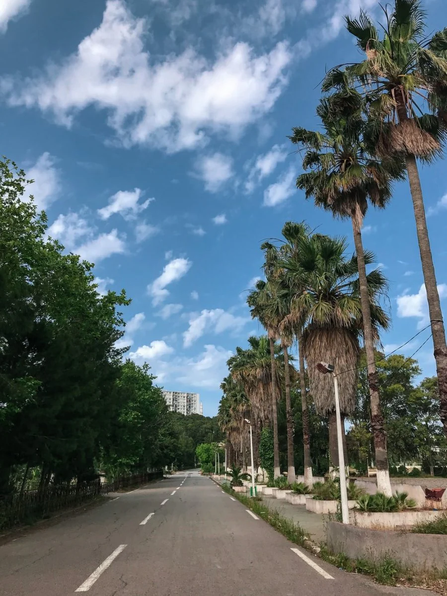 Paint By Numbers | Algiers - Green Trees Beside Gray Concrete Road Under Blue Sky During Daytime