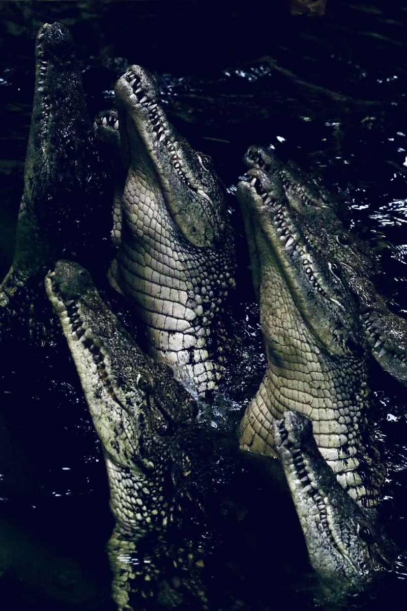 Paint By Numbers | Alligator - Grey Reptile