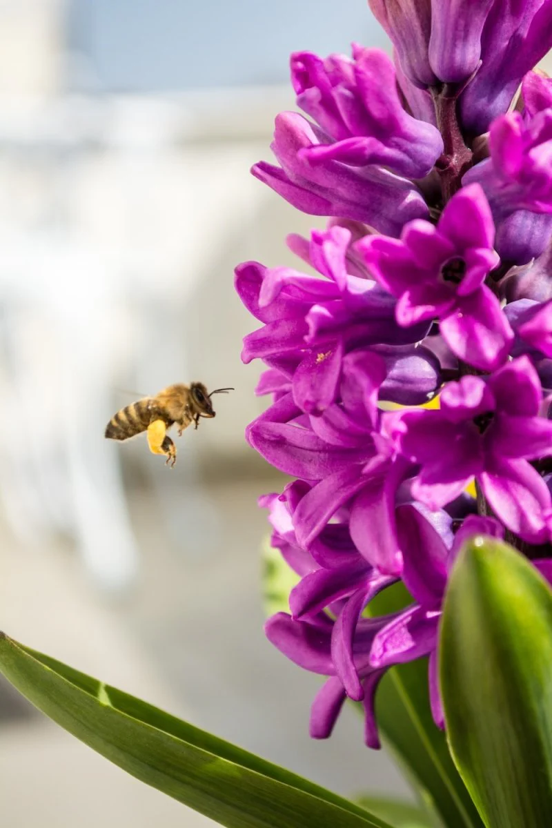 Paint By Numbers | Bee - Honey Bee Hovering Purple Flowers