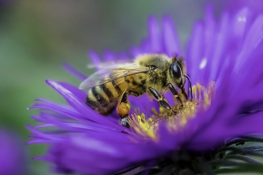 Paint By Numbers | Bee - Honeybee Perched On Purple Flower In Close Up Photography During Daytime