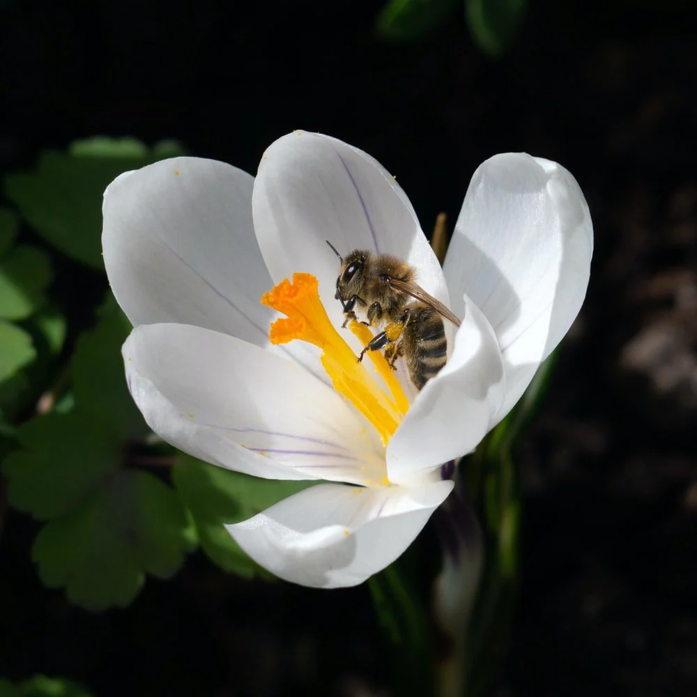 Paint By Numbers | Bee - Honeybee Perched On White Petaled Flower In Close Up Photography During Daytime