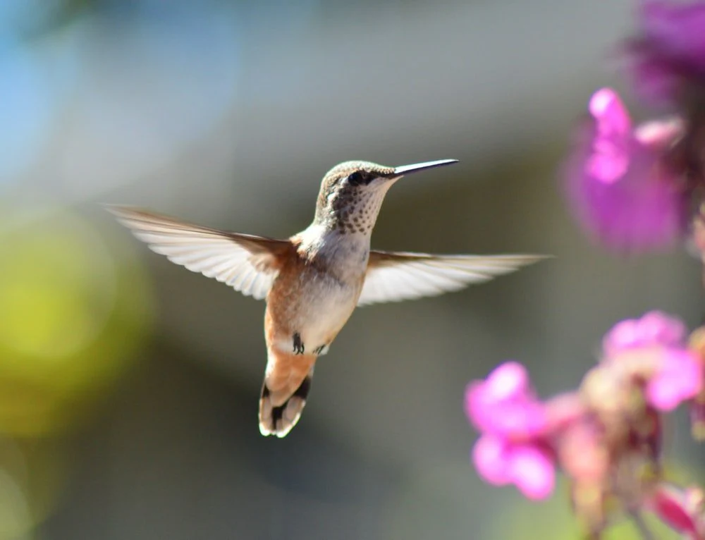 Paint By Numbers | Bird - Hummingbird In Mid Air
