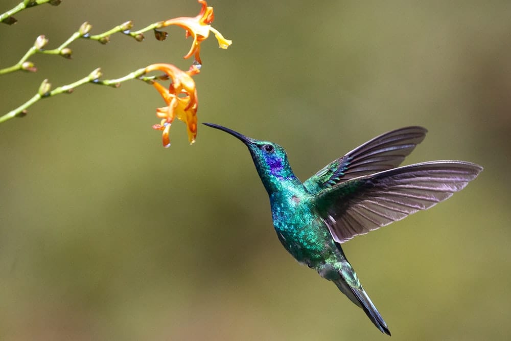 Paint By Numbers | Hummingbird - Hummingbird Near Flower