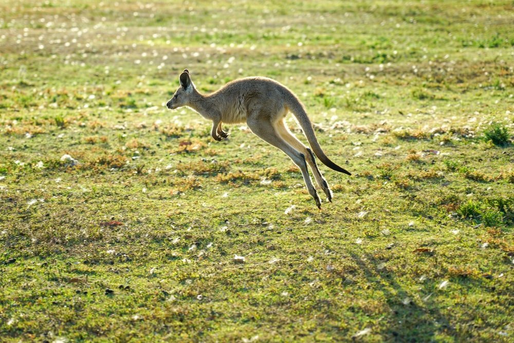 Paint By Numbers | Kangaroo - Kangaroo Jumping During Daytime