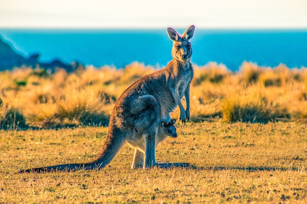 Paint By Numbers | Kangaroo - Kangaroo With Joey On Grass Field During Day
