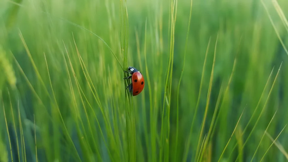 Paint By Numbers | Ladybug - Ladybug On Green Grass