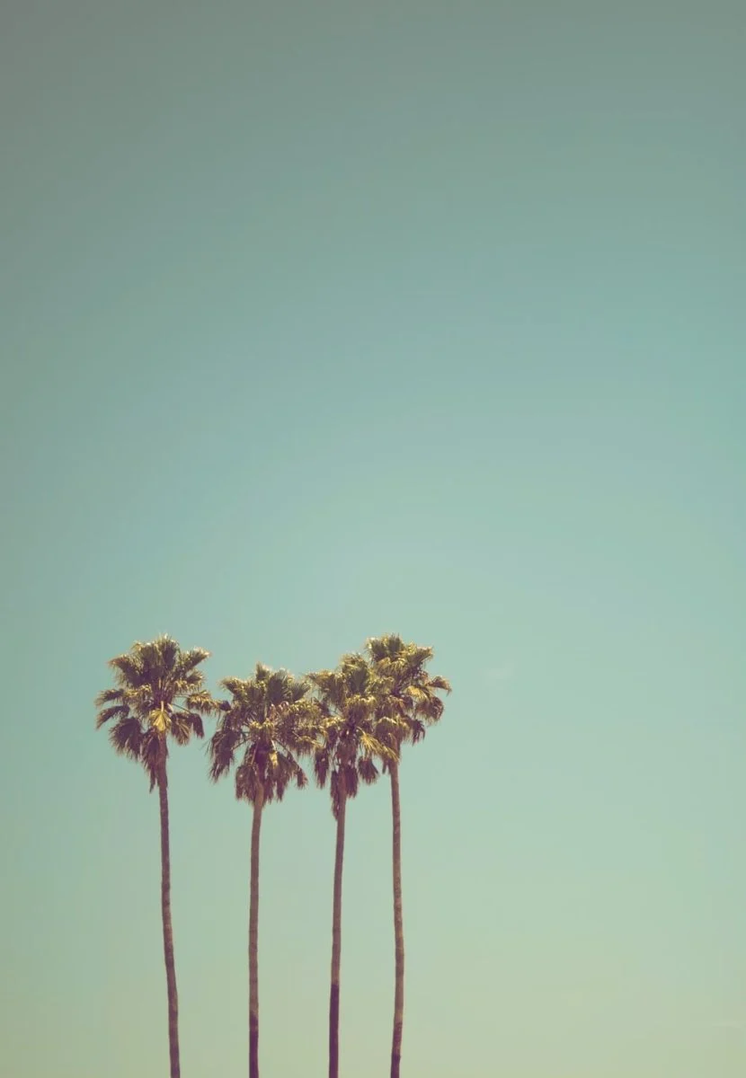 Paint By Numbers | Santa Cruz - Low Angle Photography Of Coconut Trees