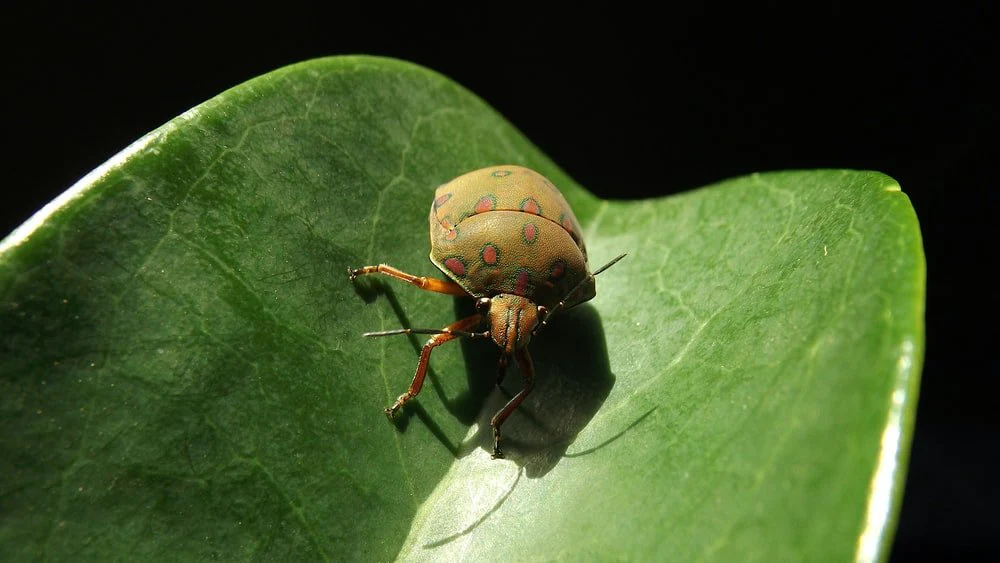 Paint By Numbers | Beetle - Macro Photo Of Brown And Green Bug On Leaf