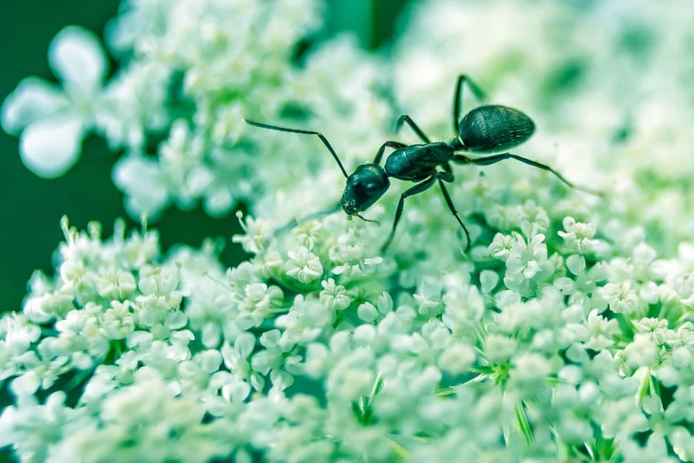 Paint By Numbers | Ant - Macro Photography Of Black Ant On White Petaled Flowers